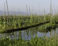 Orti galleggianti vicino il villaggio di Pauk Pa sul Lago Inle Foto n. AOK8830