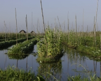 Orti galleggianti vicino il villaggio di Pauk Pa sul Lago Inle Foto n. AOK8831