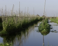 Orti galleggianti vicino il villaggio di Pauk Pa sul Lago Inle Foto n. AOK8835