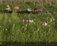 Coltivazione fiori su zolle galleggianti vicino il villaggio di Pauk Pa sul Lago Inle Foto n. AOK8845