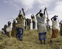 Cerimonia battitura del Riso lungo il Fiume Niger / Foto n. 0288