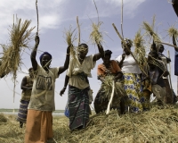 Cerimonia battitura del Riso lungo il Fiume Niger / Foto n. 0370