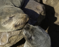 Otaria orsina del Capo - Arctocephalus pusillus - Australian fur seal  a Cape Cross Foto N. POA 6335