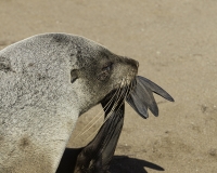 Otaria orsina del Capo - Arctocephalus pusillus - Australian fur seal  a Cape Cross Foto N. POA 6338