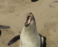 Otaria orsina del Capo - Arctocephalus pusillus - Australian fur seal  a Cape Cross Foto N. POA 6344