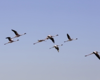 Fenicottero rosa o fenicottero maggiore - Phoenicopterus roseus – Greater flamingo  vicino Cape Cross Foto N. POA 6367