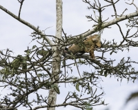 Camaleonte nella Riserva di Los Guatuzos Foto POA N.4605