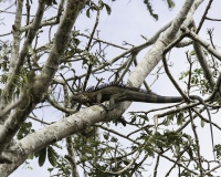 Camaleonte nella Riserva di Los Guatuzos Foto POA N.4513