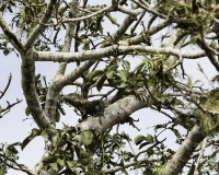 Camaleonte nella Riserva di Los Guatuzos Foto POA N.4621