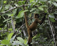 Scimmia urlatrice nella Riserva Biologica Indio-Maiz Foto POA N.4829