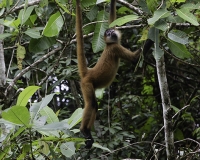 Scimmia urlatrice nella Riserva Biologica Indio-Maiz Foto POA N.4830