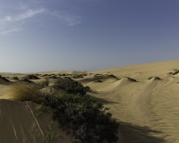 Deserto Wahiba Sands Foto N. POA7817