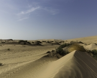 Deserto Wahiba Sands Foto N. POA7818