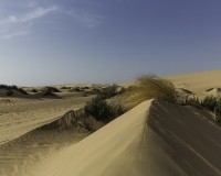 Deserto Wahiba Sands Foto N. POA7819