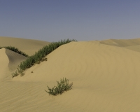 Deserto Wahiba Sands Foto N. POA7821