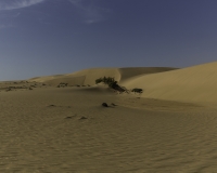 Deserto Wahiba Sands Foto N. POA7826