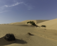 Deserto Wahiba Sands Foto N. POA7828