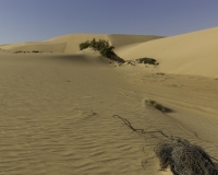 Deserto Wahiba Sands Foto N. POA7829