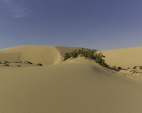 Deserto Wahiba Sands Foto N. POA7830