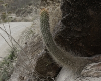Cactus lungo la strada per Balsa Foto n. AOK1478