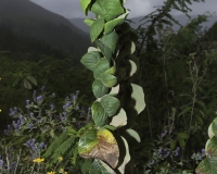 Le sorprese della Natura sulla strada  per Tingo Foto n. AOK1568