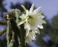 Fiore di Cactus sulla strada per il Parco del Huascaran Foto AOK n. 2265