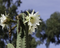 Fiore di Cactus sulla strada per il Parco del Huascaran Foto AOK n. 2266