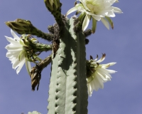 Fiore di Cactus sulla strada per il Parco del Huascaran Foto AOK n. 2272