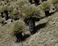 Puya Raimondi nel Parco Nazionale Hascaran -Ghiacciaio Pasto Rouri Foto n. AOK2749