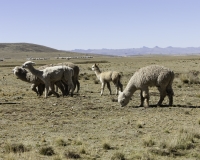 Alpaca lungo la strada per il Parco Naturale di Huayllay Foto n. AOK3035