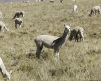Alpaca lungo la strada per il Parco Naturale di Huayllay Foto n. AOK3038