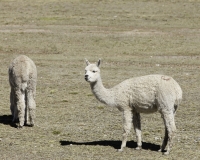 Alpaca dopo il Lago Junin Foto n. AOK3090