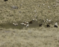 Alpaca dopo Huancavelica Foto n. AOK3220