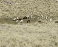 Alpaca dopo Huancavelica Foto n. AOK3221