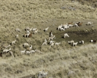 Alpaca dopo Huancavelica Foto n. AOK3222