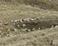 Alpaca dopo Huancavelica Foto n. AOK3223