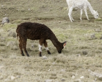 Alpaca dopo Huancavelica Foto n. AOK3236