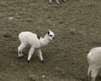 Alpaca dopo Huancavelica Foto n. AOK3249