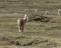 Alpaca sulla strada per il passo Chonta Foto n. AOK3280