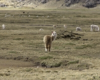 Alpaca sulla strada per il passo Chonta Foto n. AOK3281