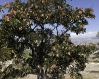 Albero Kantuta nell’area archeologica vicino Ayacucho Foto n.  AOK 3528