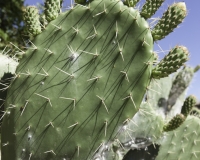 Cactus nell’area archeologica vicino Ayacucho Foto n. AOK3535