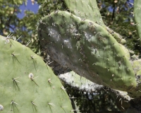 Cactus nell’area archeologica vicino Ayacucho Foto n. AOK3538