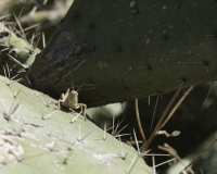 Cicala sul cactus nell’area archeologica vicino Ayacucho Foto n. AOK3542