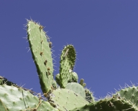 Cactus nell’area archeologica vicino Ayacucho Foto n. AOK3543
