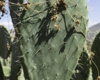Cactus nell’area archeologica vicino Ayacucho Foto n. AOK3546