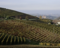 Paesaggio nelle Langhe vicino Barolo Foto n. 4296