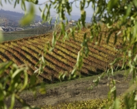 Paesaggio nelle Langhe vicino Monforte Foto n. 4313