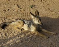 Sciacallo striato - Canis adustus – Jackal Foto n. POA5968