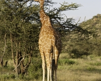 Giraffa reticolata - Giraffa camelopardalis reticulata – Giraffe Foto n. POA5968